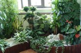۱۰ گیاه تصفیه کننده هوای خانه به پیشنهاد ناسا
