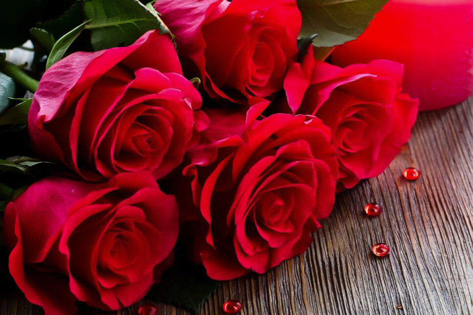 تکثیر بوته ی گل رز