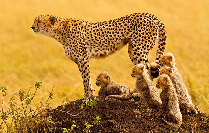 آخرین امیدها برای نجات یوزپلنگ‌های آسیایی در ایران